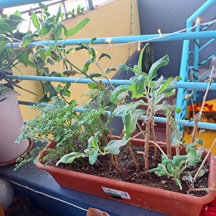 In The Heart Of Praia - Family B&B Экстерьер фото
